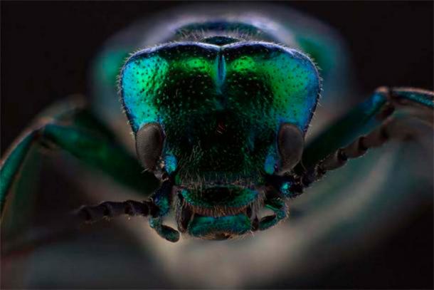 Antik Dünyada Afrodizyak -İspanyol sineği(Vitalii Hulai / Adobe Stock)